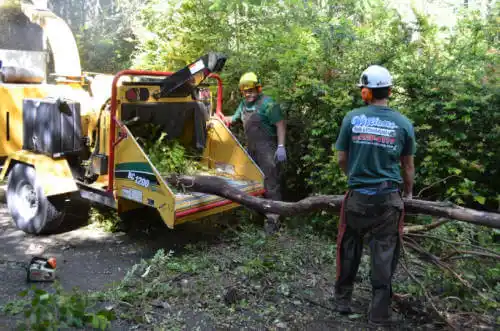 tree services Paradise Park